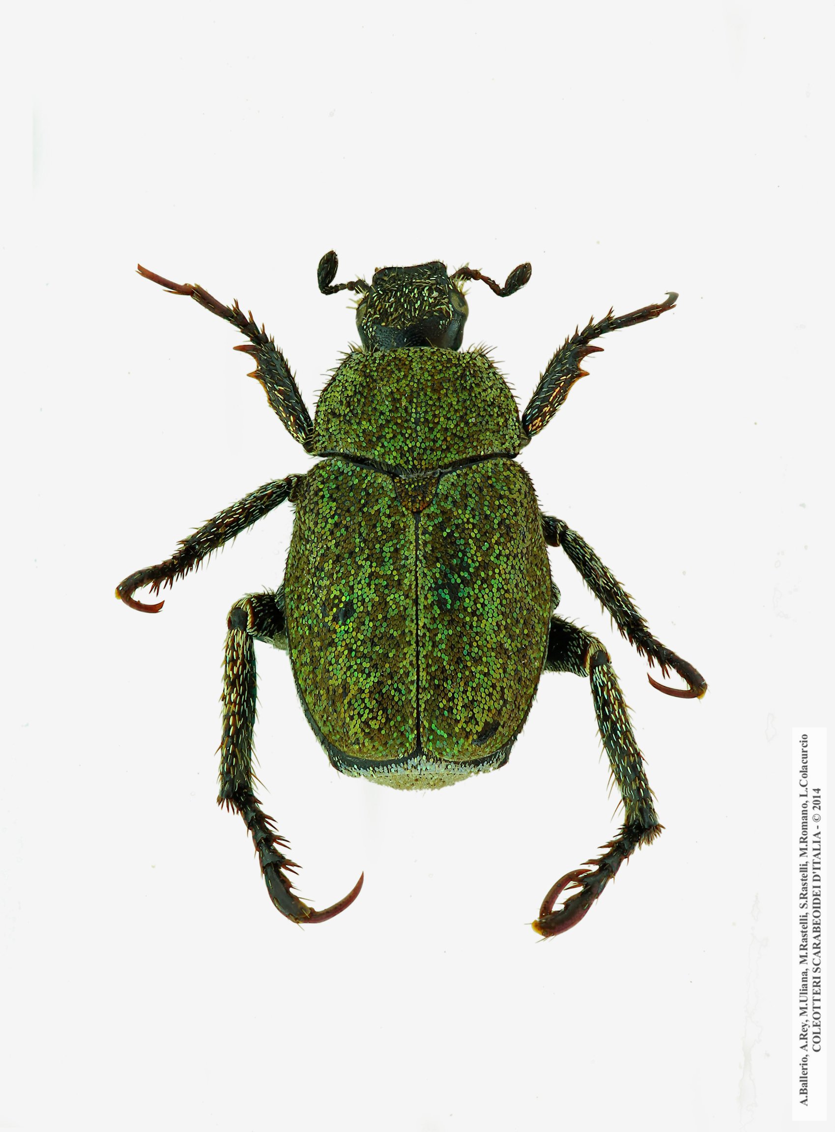Hoplia minuta, femmina 